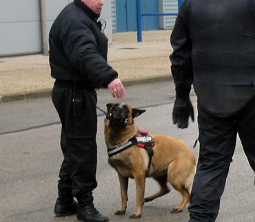  conducteur de chien